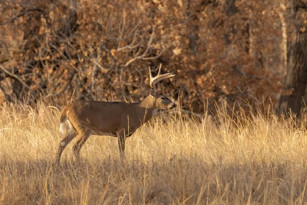 Cerf Virginie Ornière Dans Colorado Automne — Photo