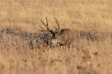 Sonbahar monotonluğu sırasında Colorado 'da bir geyik.