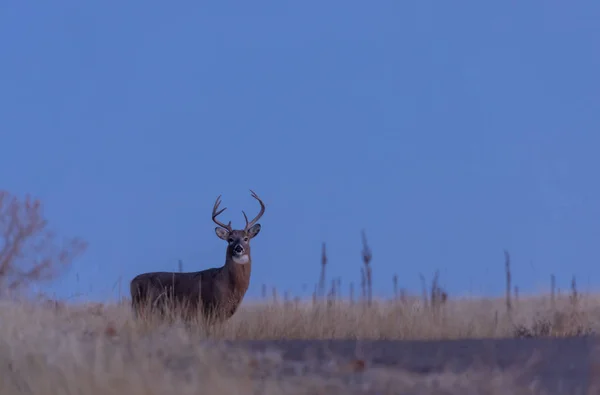 Buck Whitetail Deer Colorado Fall Rut — 스톡 사진