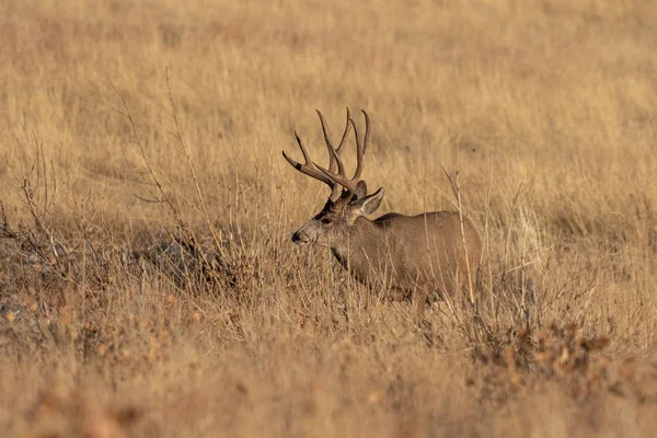 Een Ezelhert Colorado Tijdens Herfstsleur — Stockfoto