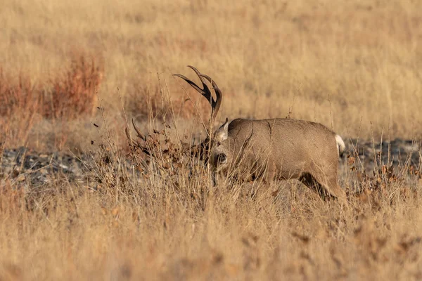 Buck Mule Deer Colorado Fall Rut — 스톡 사진