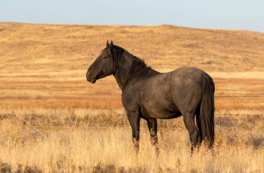 Günbatımında Utah çölünde vahşi bir aygır.