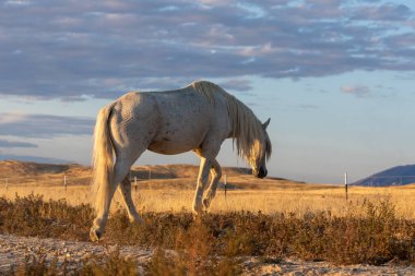 Günbatımında Utah çölünde vahşi bir aygır.
