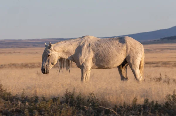 Wild Hrose Stallion Utah Desert Sunset — Stock Photo, Image