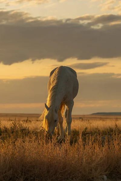 Divoký Hřebec Poušti Utah Při Západu Slunce — Stock fotografie