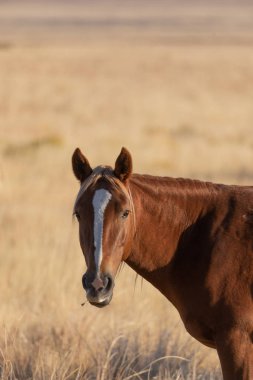 Utah çölünde sonbaharda güzel vahşi bir at.