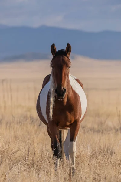 Beautiful Wild Horse Fall Utah Desert — 스톡 사진