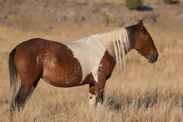 Красивая Дикая Лошадь Осенью Пустыне Юта — стоковое фото