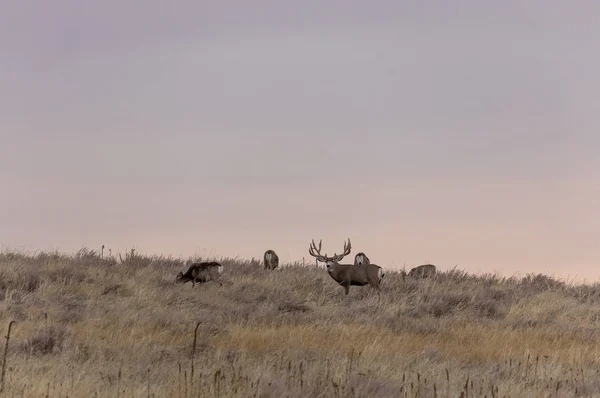 Mule Deer Buck Does Fall Rut Colorado — Stock Photo, Image