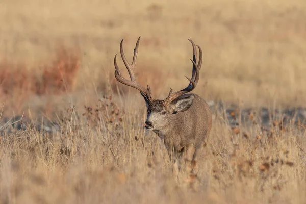 Mule Deer Buck Autumn Field Colorado — 스톡 사진