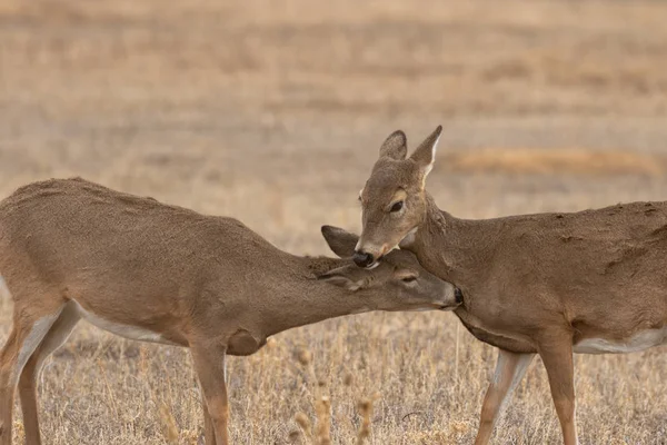 Doe Whitetail Deer Fall Colorado — Stock Photo, Image