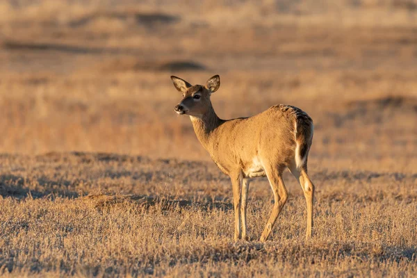 Doe Whitetail Deer Fall Colorado — 스톡 사진