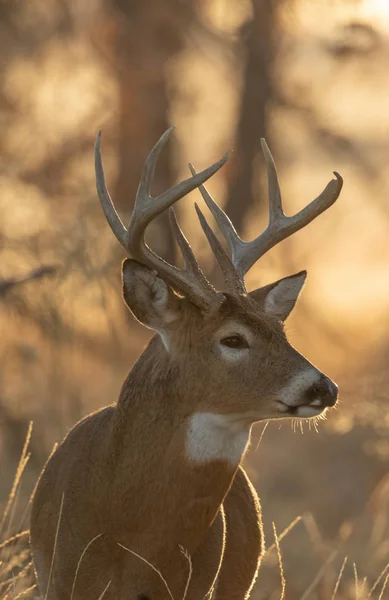 a buck whitetail deer in Colorado in fall