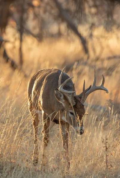 Buck Whitetail Deer Colorado Fall — 스톡 사진