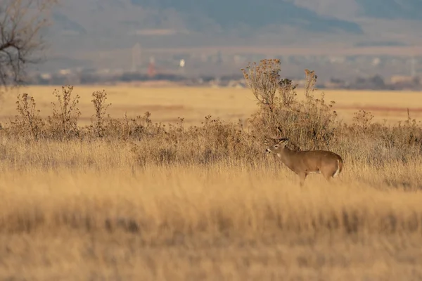 a buck whitetail deer in Colorado in fall