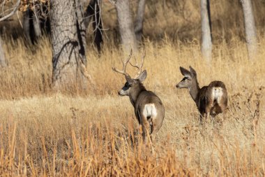 Colorado 'da sonbahar monotonluğu sırasında geyik avlar.