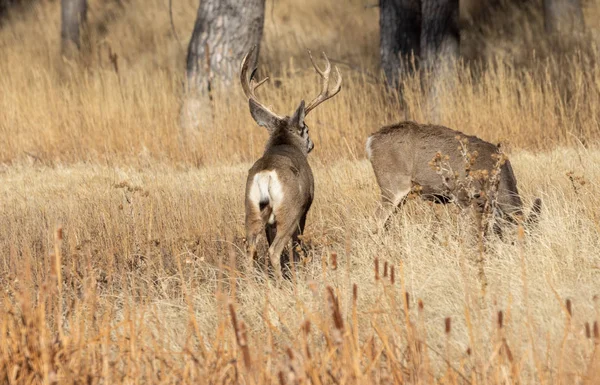 Veado Mula Buck Faz Durante Rotina Outono Colorado — Fotografia de Stock