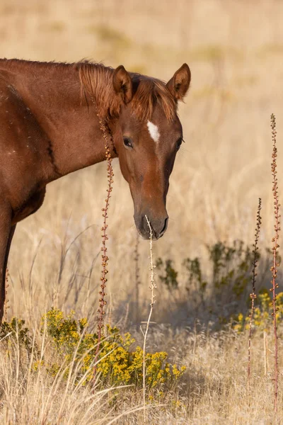 Ett Närbild Porträtt Vild Häst Hösten Utahöknen — Stockfoto