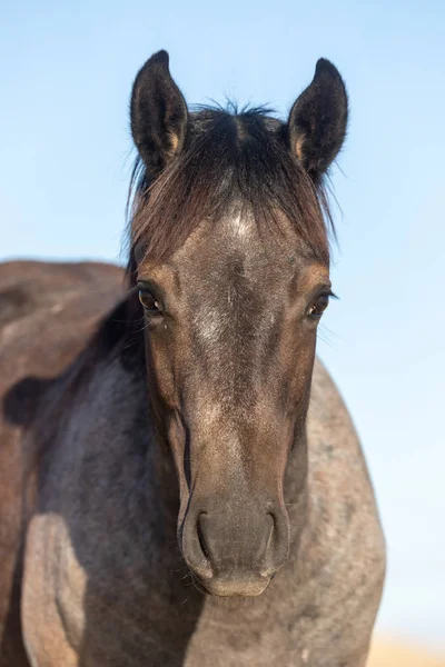 Close Portrait Wild Horse Autumn Utah Desert — Stock Photo, Image