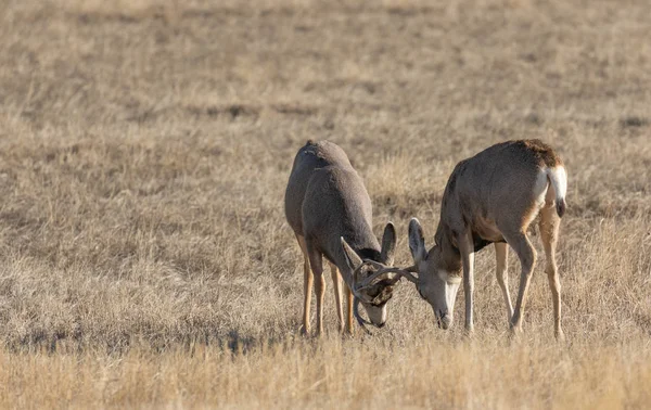 Pair Mule Deer Bucks Fighting Fall Rut Colorado — 스톡 사진