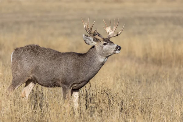 Ciervo Mula Buck Durante Rutina Otoño Colorado —  Fotos de Stock