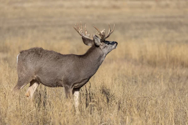 Mule Deer Buck Fall Rut Colorado — Stock Photo, Image