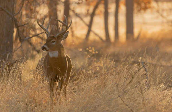 秋のラットの間にコロラドの白い鹿の背中 — ストック写真