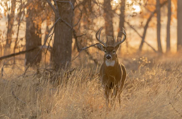 Whitetail Deer Buck Colorado Rut Autumn — Stock Photo, Image