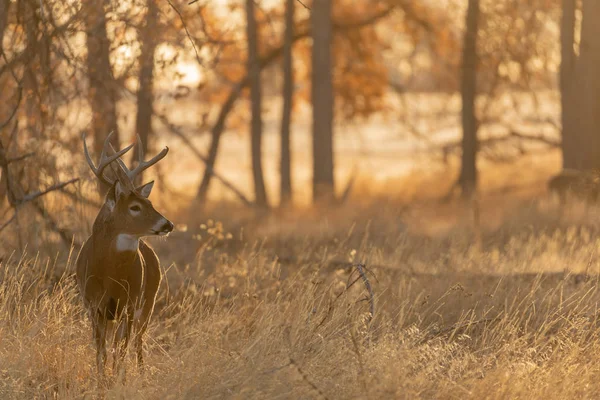 Een Witstaart Hertenbok Colorado Tijdens Sleur Herfst — Stockfoto