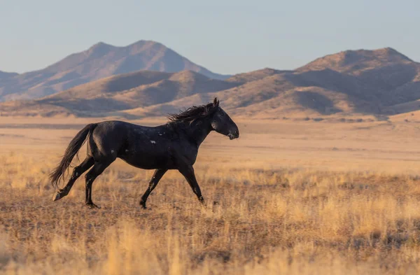 Wild Horse Stallion Utah Desert Fall — Stock Photo, Image