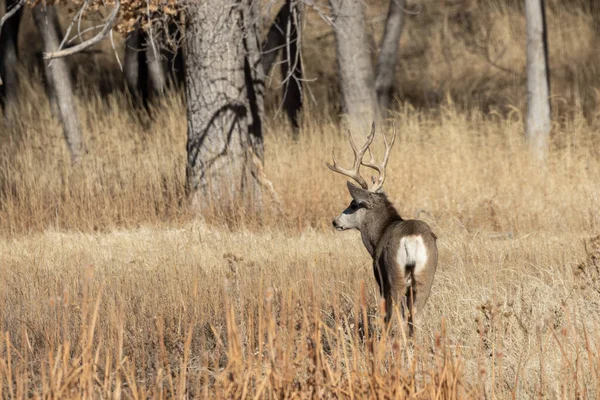 Veados Mula Buck Outono Colorado — Fotografia de Stock