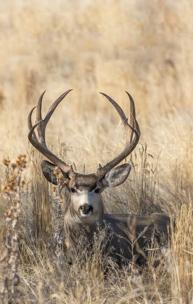 コロラド州の秋に戻ってラバ鹿 — ストック写真