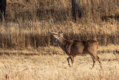 Sonbahar monotonluğu sırasında Colorado 'da bir beyaz kuyruklu geyik geyiği.
