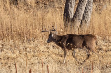 Sonbahar monotonluğu sırasında Colorado 'da bir beyaz kuyruklu geyik geyiği.