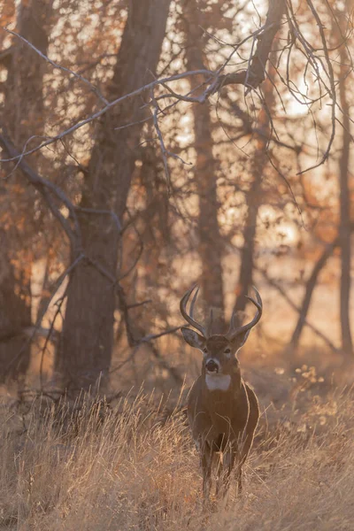 Een Witstaart Hertenbok Colorado Tijdens Herfstsleur — Stockfoto