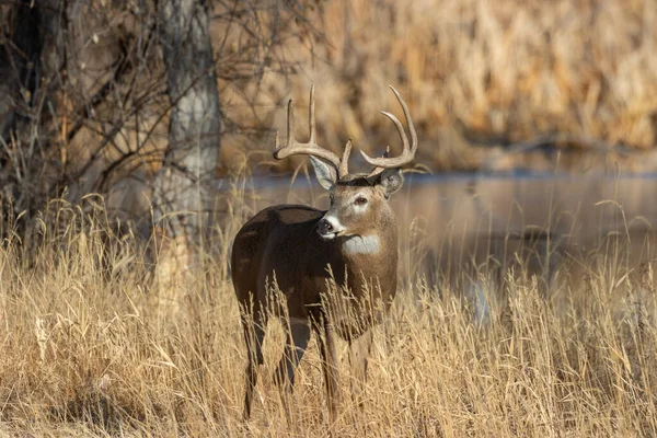 Whitetail Deer Buck Colorado Fall Rut — Stock Photo, Image