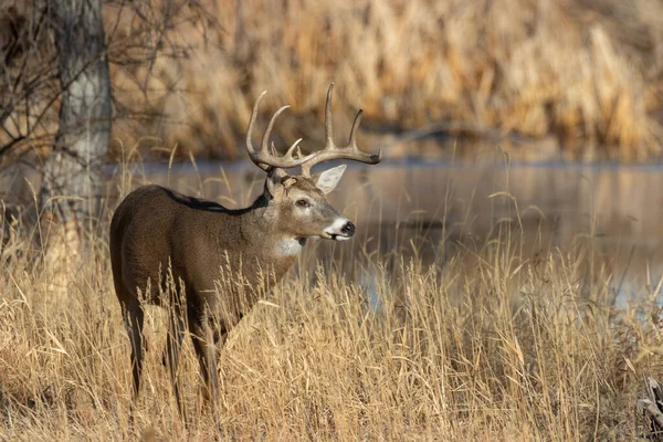 a whitetail deer buck in Colorado during the fall rut
