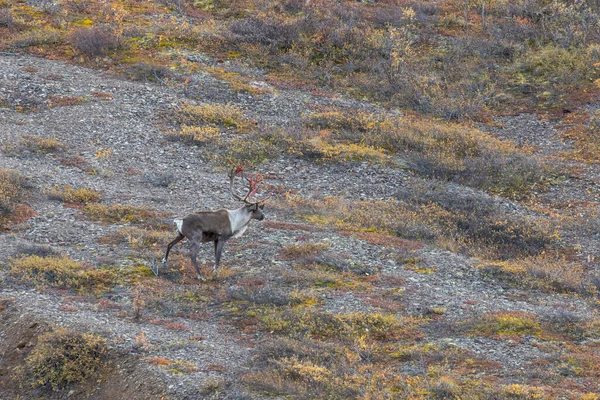 Taureau Caribou Toundra Dans Parc National Denali Alaska Automne — Photo