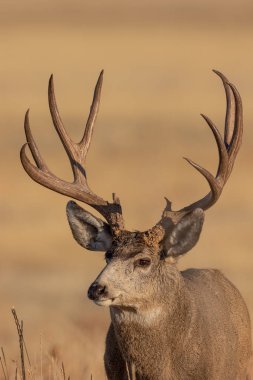 a close up portrait of a nice mule deer buck in Colorado