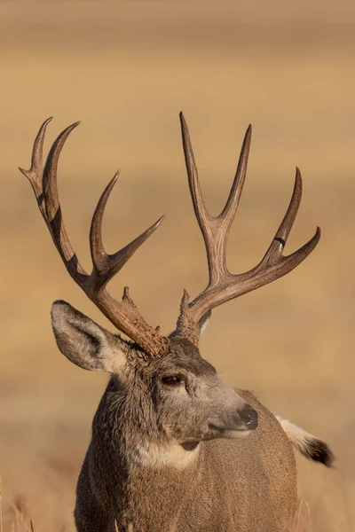 Close Portrait Nice Mule Deer Buck Colorado — 스톡 사진