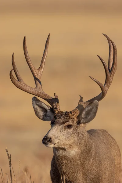 コロラドの素敵なラバの鹿の背中のクローズアップ肖像画 — ストック写真