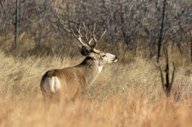 Sonbahar monotonluğu sırasında Colorado 'da bir geyik katırı.