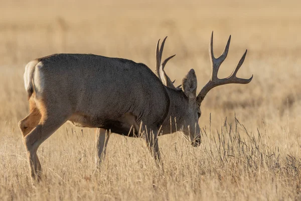 Een Ezelhertenbok Colorado Tijdens Herfstsleur — Stockfoto