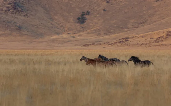 Cavalos Selvagens Que Atravessam Deserto Utah — Fotografia de Stock