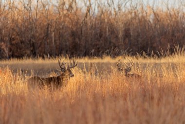 pair of rutting whitetail deer bucks in fall in Colorado