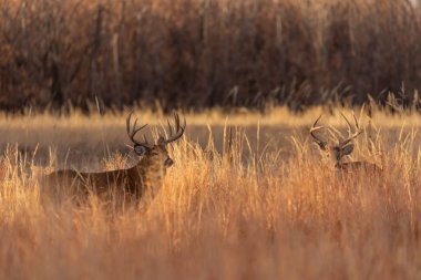 pair of rutting whitetail deer bucks in fall in Colorado
