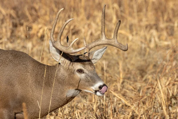 Whitetail Deer Buck Colorado Fall Rut — 스톡 사진