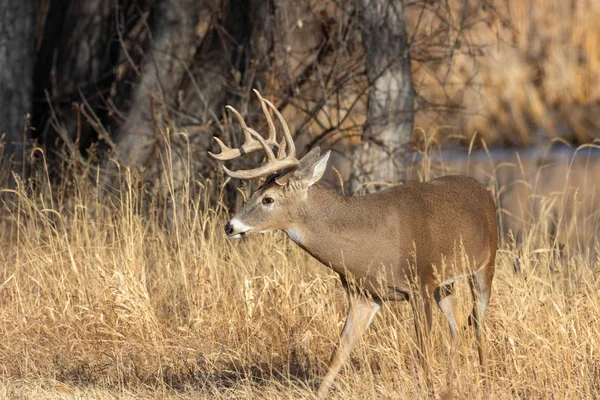 Barril Veado Whitetail Colorado Durante Rotina Outono — Fotografia de Stock