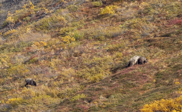 Grizzly Medvěd Prasnice Mláďata Podzim Národním Parku Denali Aljaška — Stock fotografie