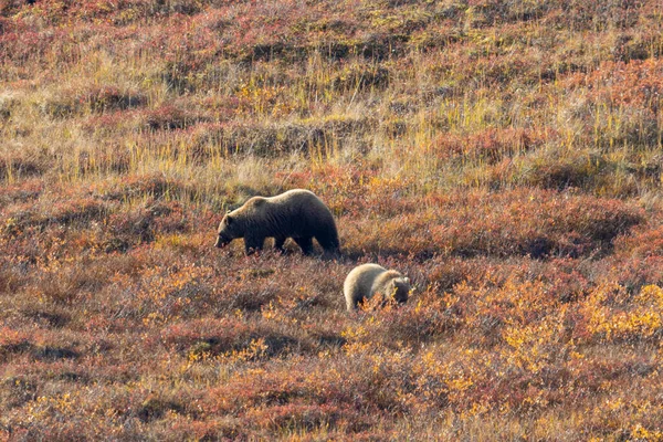 Niedźwiedź Grizzly Maciora Młode Jesienią Denali National Park Alaska — Zdjęcie stockowe